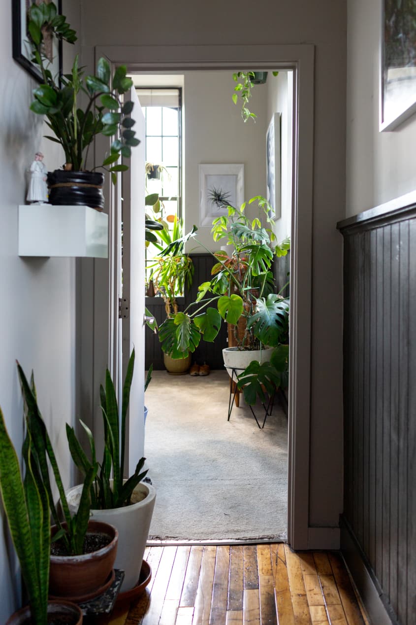 Hilton Carter Plant Doctor Industrial Loft Home Photos Apartment Therapy